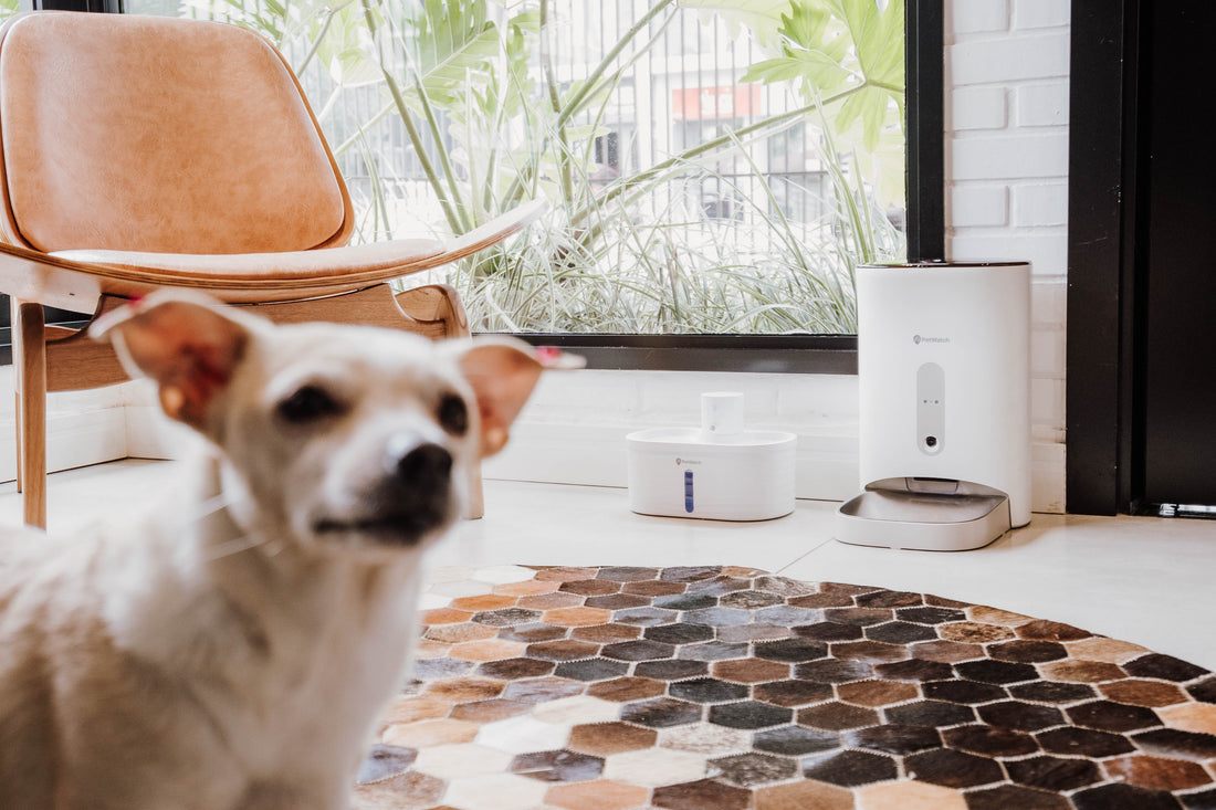 PetWatch lança linha Alimenta e Hidrata, produtos tecnológicos para animais de estimação